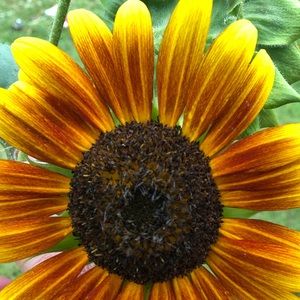 Meet your Posher, Patti